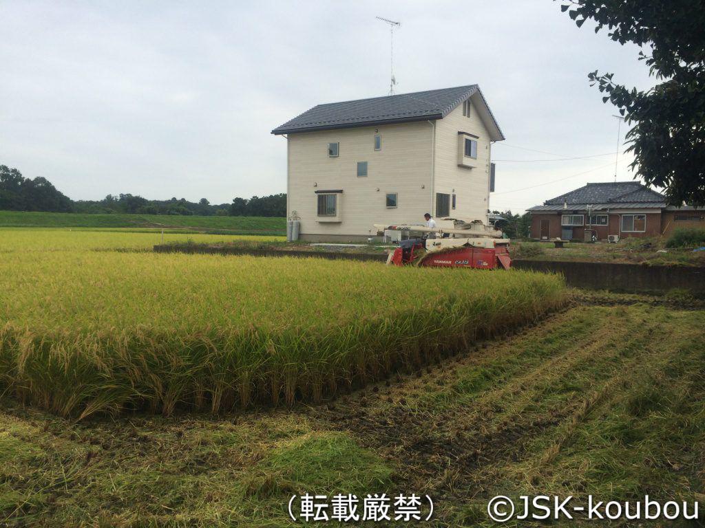 稲刈り風景